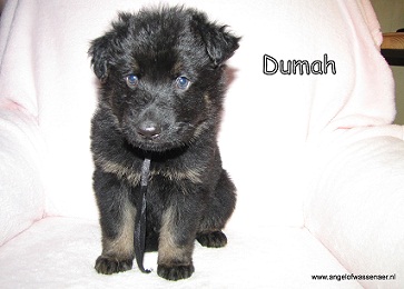 Dumah, zwart bruine ODH reu, 5 wk